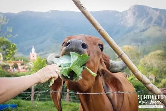 Vaca sendo alimentada no santuário de proteção às vacas de Nova Gokula